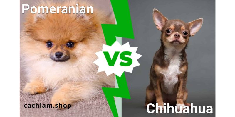 Chihuahuas and Pomeranians