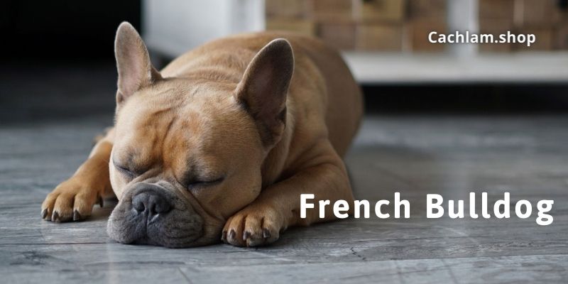 The French Bulldog Phenomenon