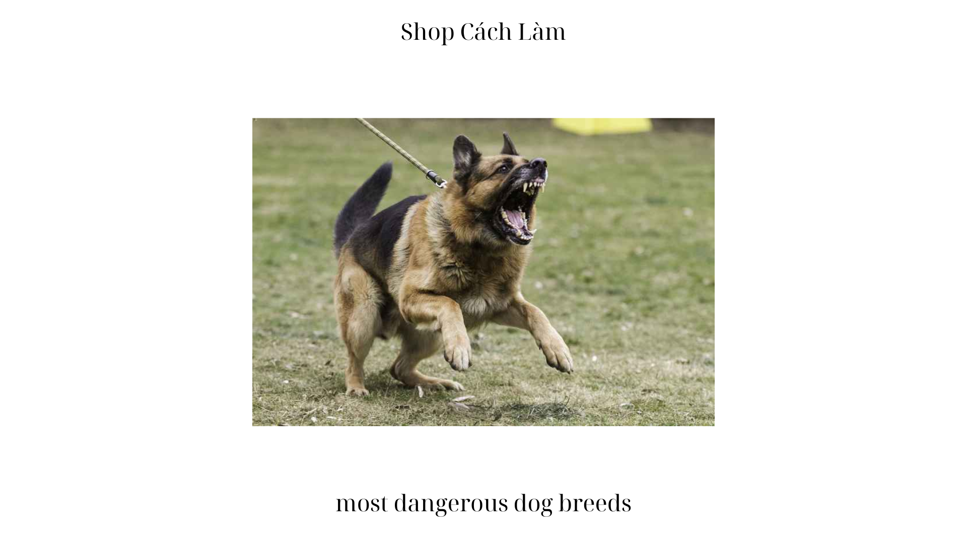 most dangerous dog breeds (1)