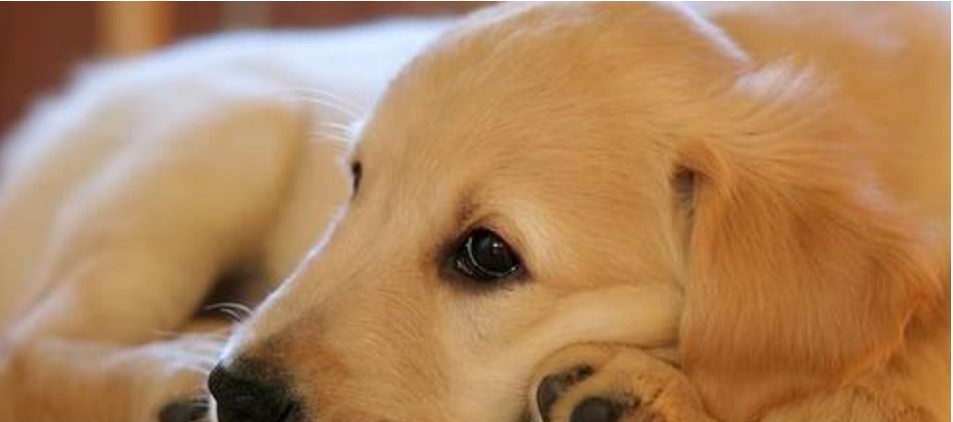 10 Dog Breeds That Are Extra Clingy With Their Owners