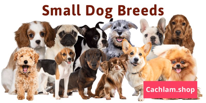 Exploring the Charms of Small Dog Breeds: A Guide to Your Perfect Companion