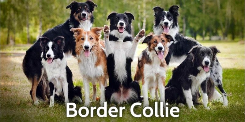 Border Collie - Smartest Dog Breeds