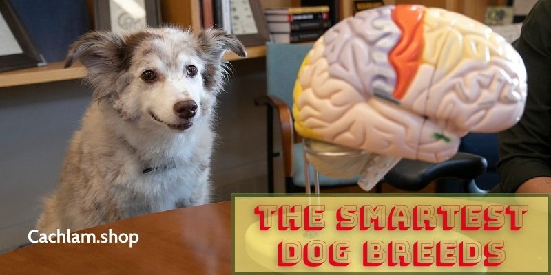 The Smartest Dog Breeds