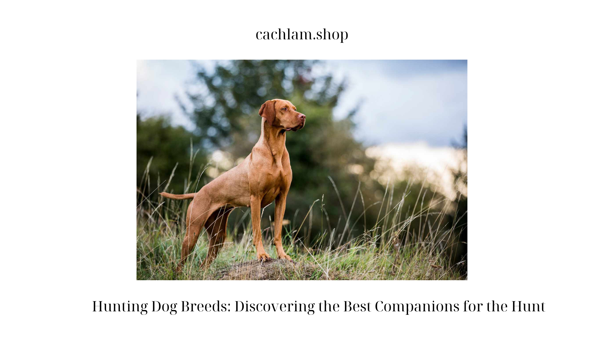 Hunting Dog Breeds: Discovering the Best Companions for the Hunt