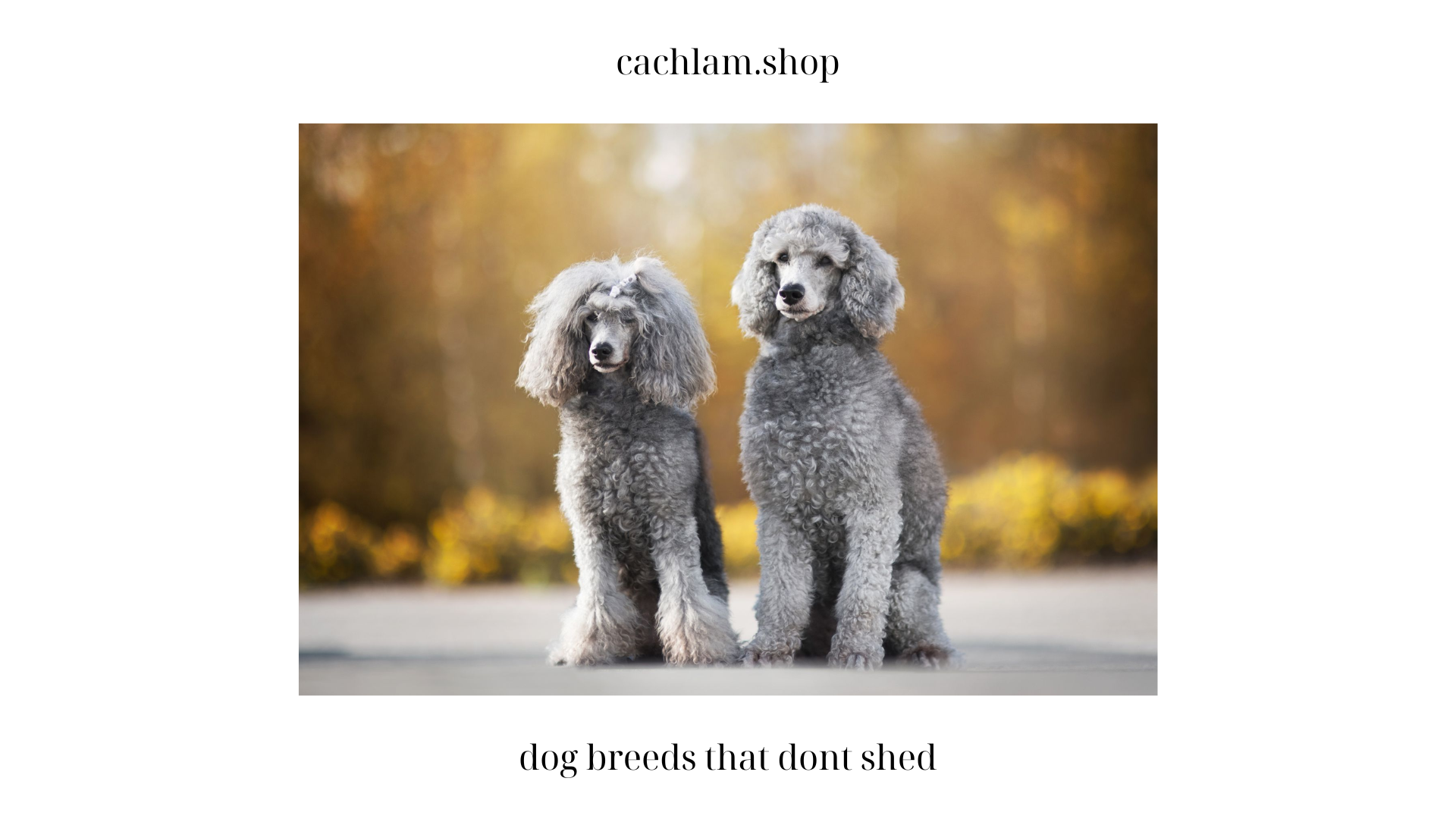 dog breeds that dont shed
