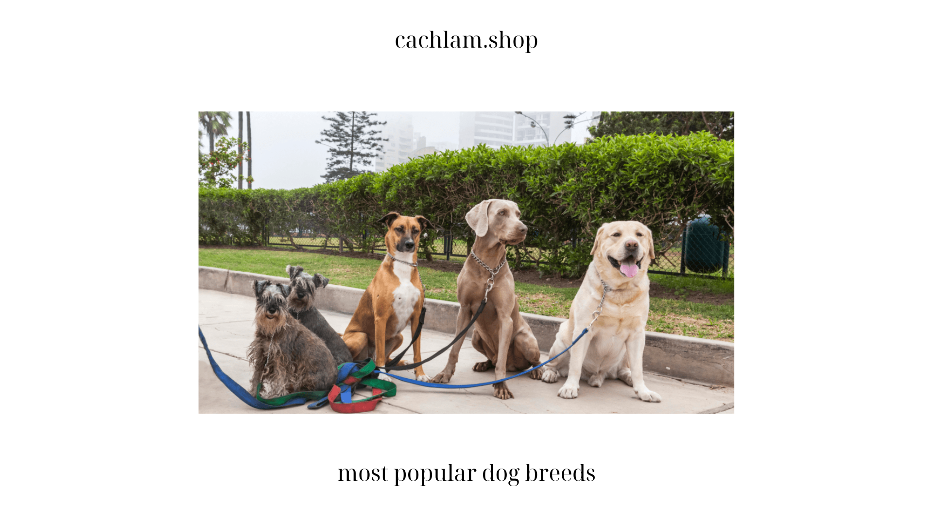 Exploring the Most Popular Dog Breeds: A Comprehensive Guide