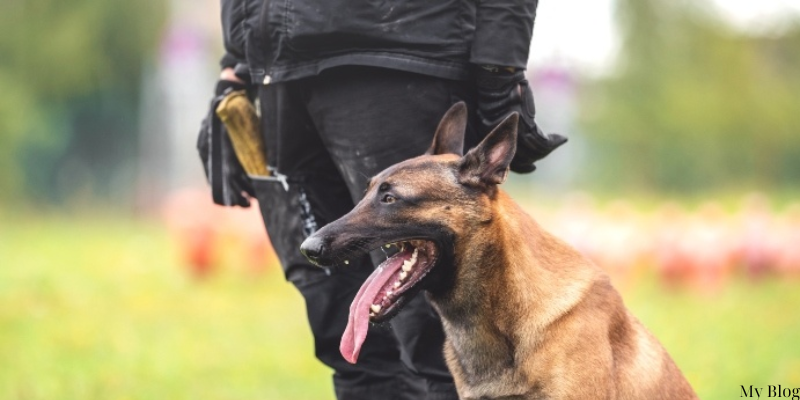 Unleashing the Power of Police Dog Breeds: A Comprehensive Guide