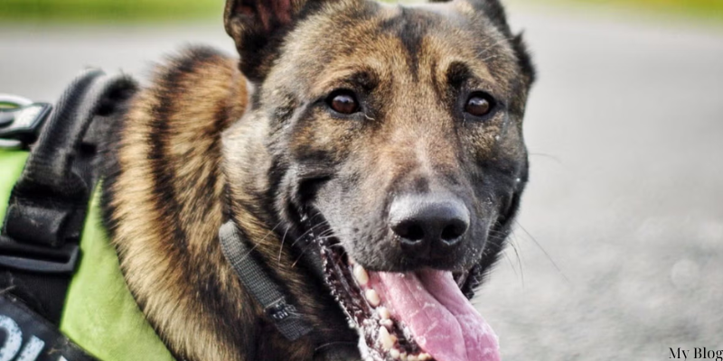 Unleashing the Power of Police Dog Breeds