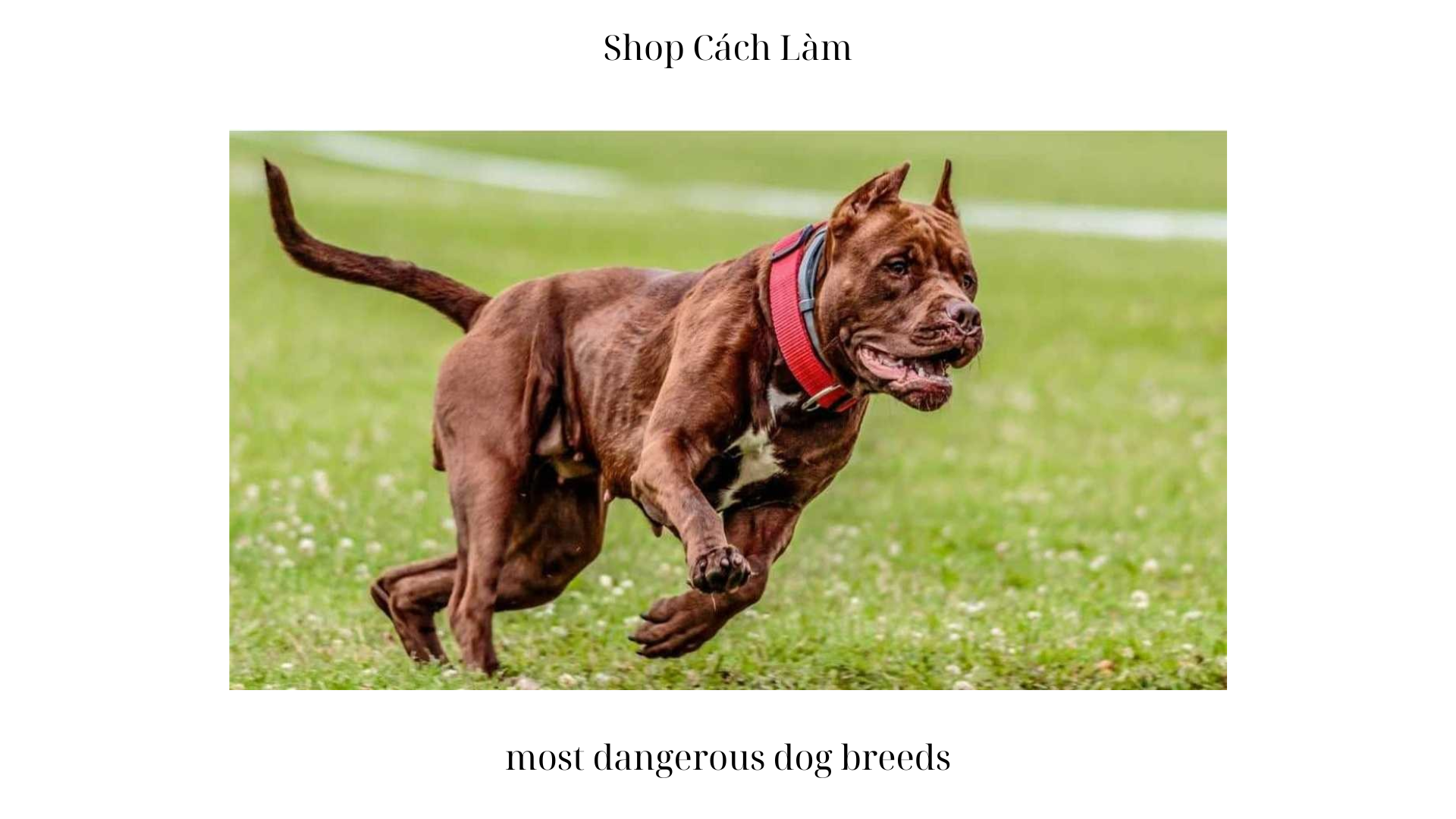 Most Dangerous Dog Breeds: Understanding the Risks and Realities
