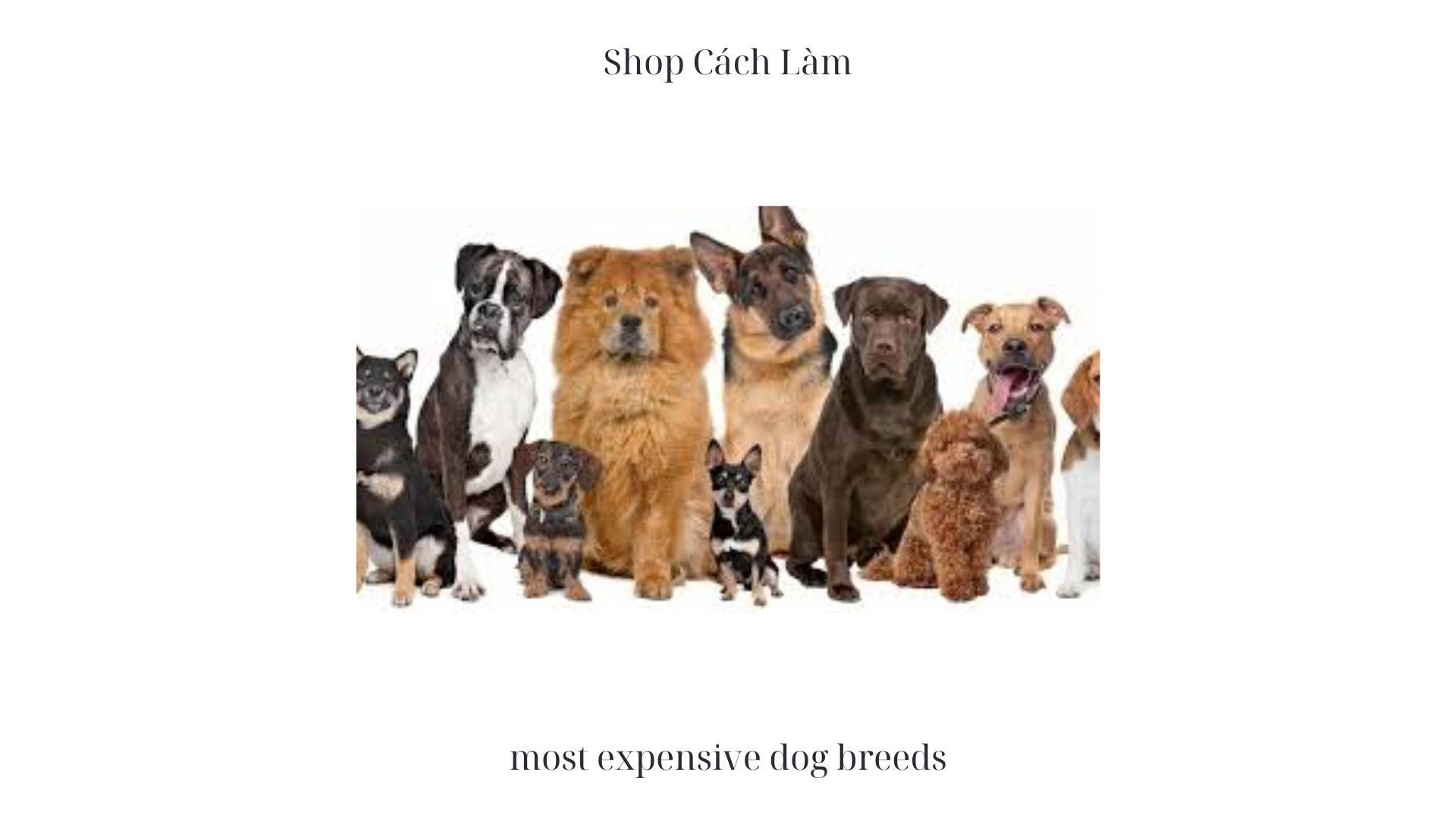 most expensive dog breeds