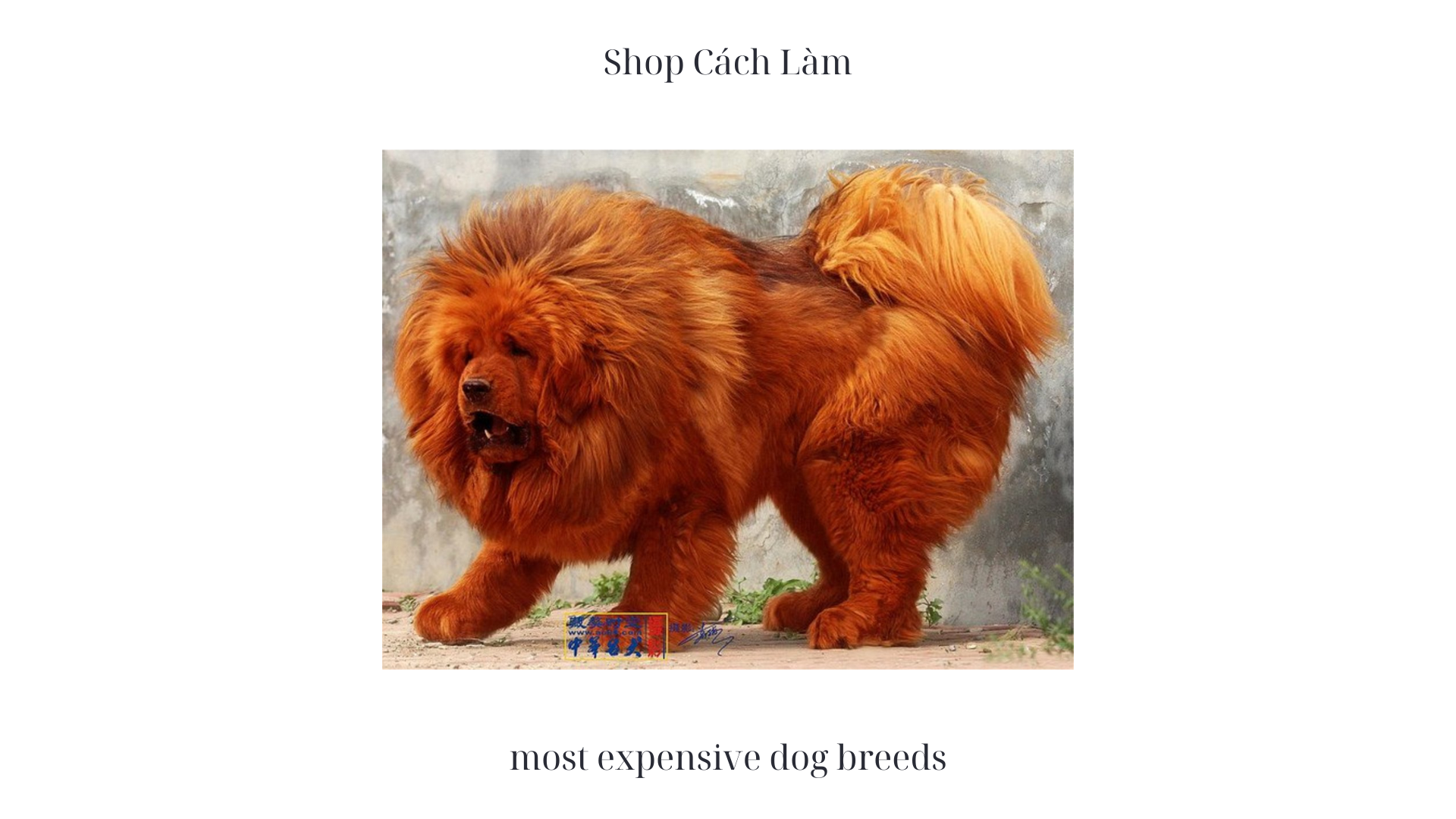 Exploring the Most Expensive Dog Breeds: A Guide for Canine Enthusiasts