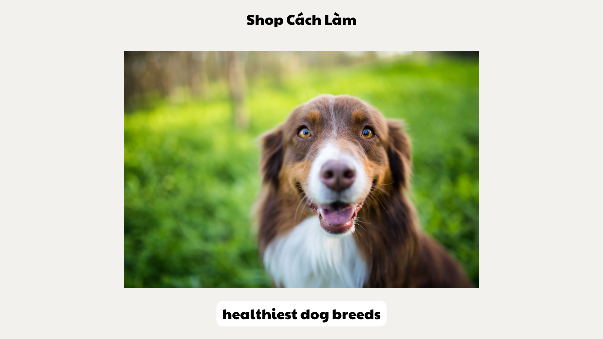 healthiest dog breeds