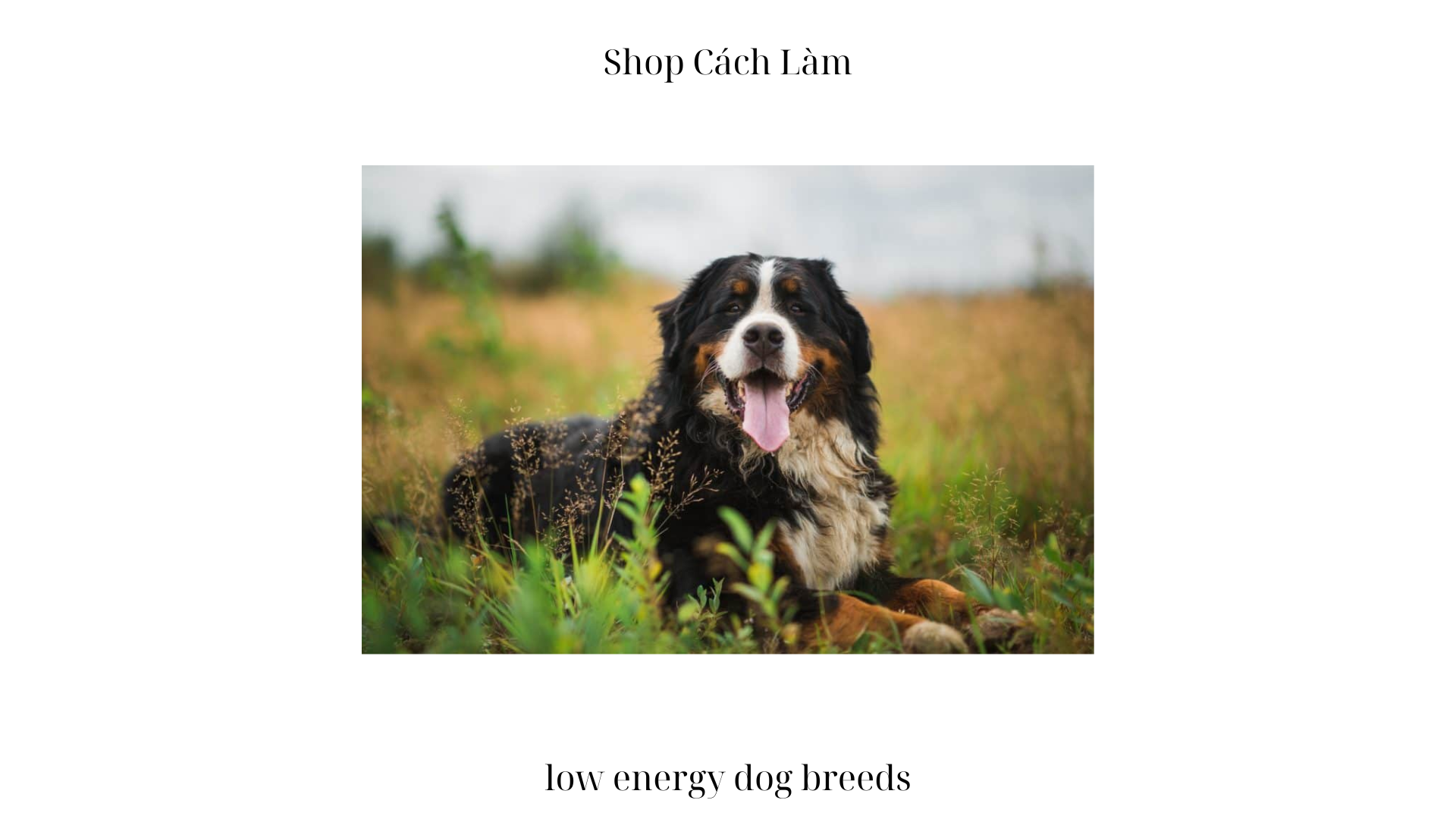 Low Energy Dog Breeds: Uncovering Best 10 Types